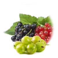 Ribes rubrum/uva-crispa